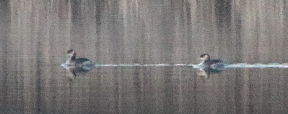 Red-necked Grebe - Jeff Hullstrung