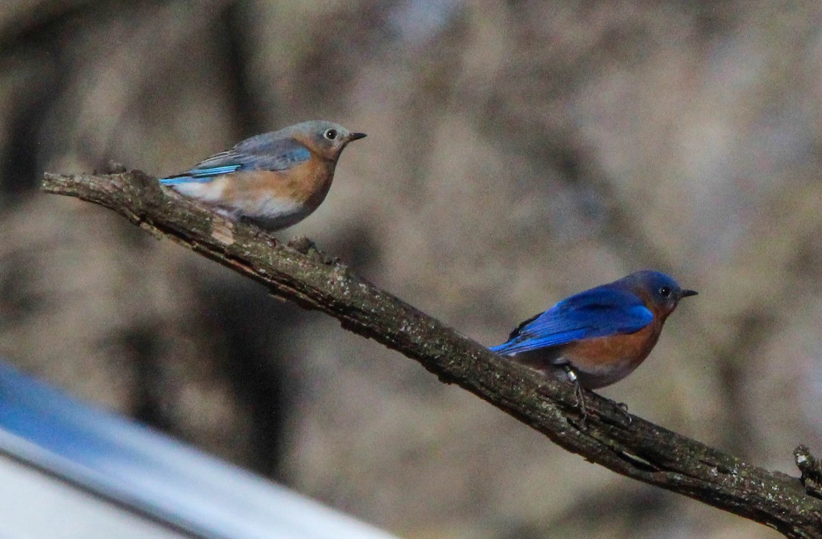 ルリツグミ - ML88713591