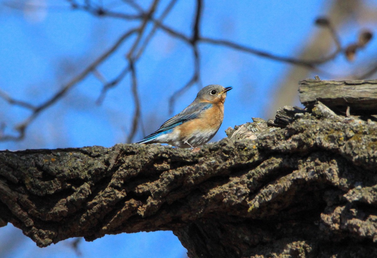 Eastern Bluebird - emily weber