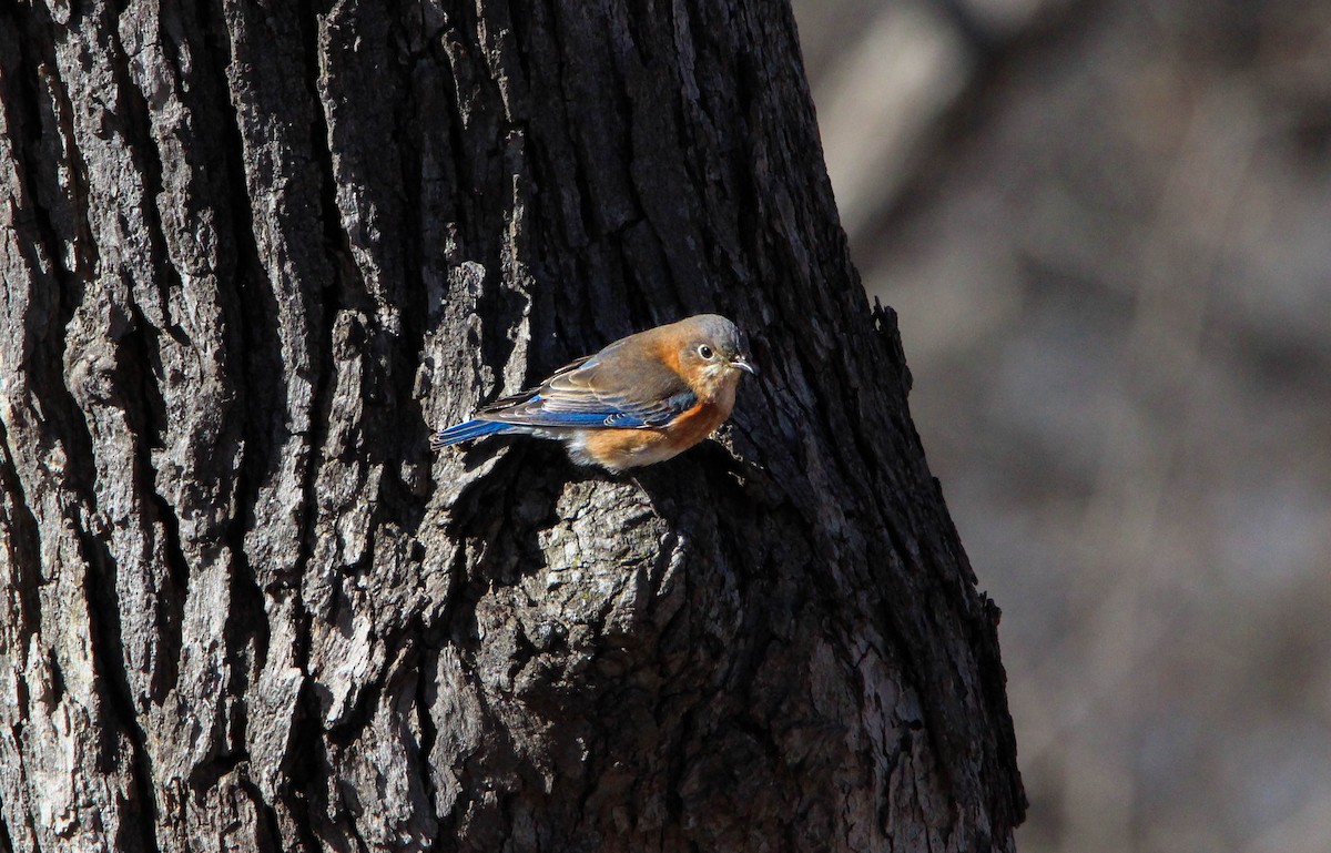 ルリツグミ - ML88713621