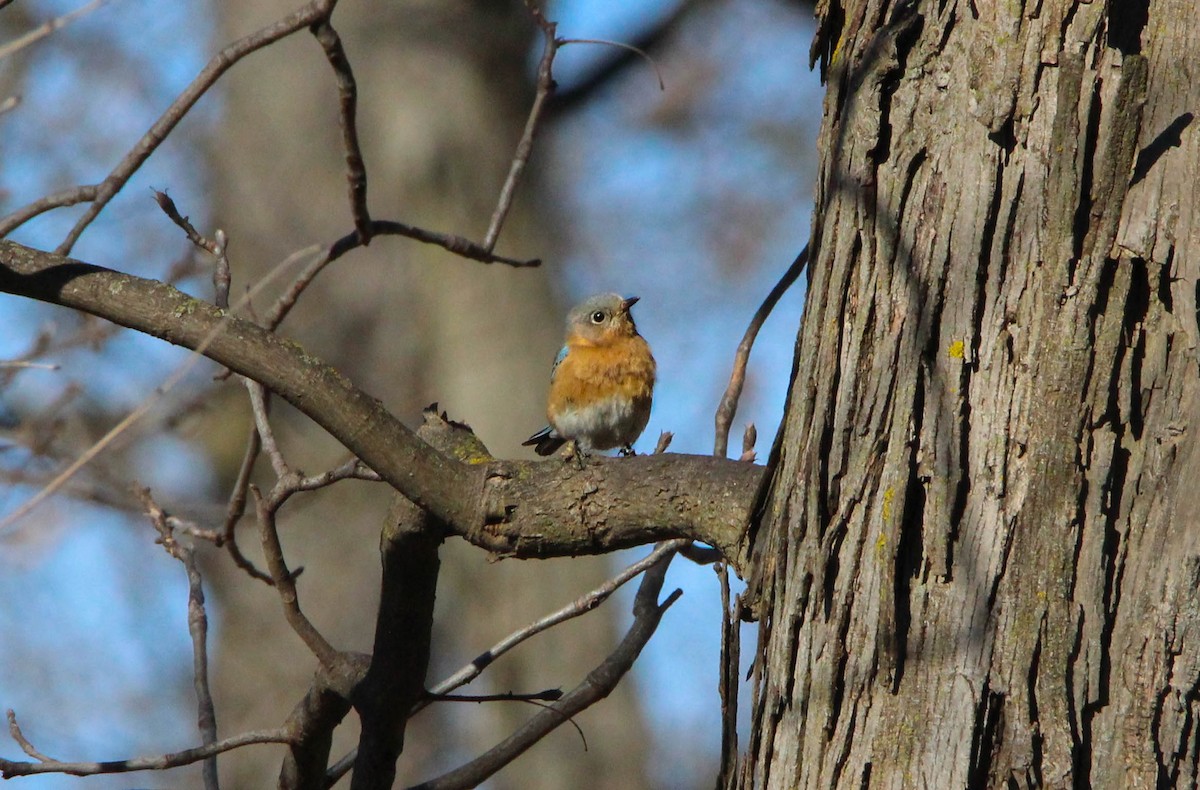 Eastern Bluebird - emily weber