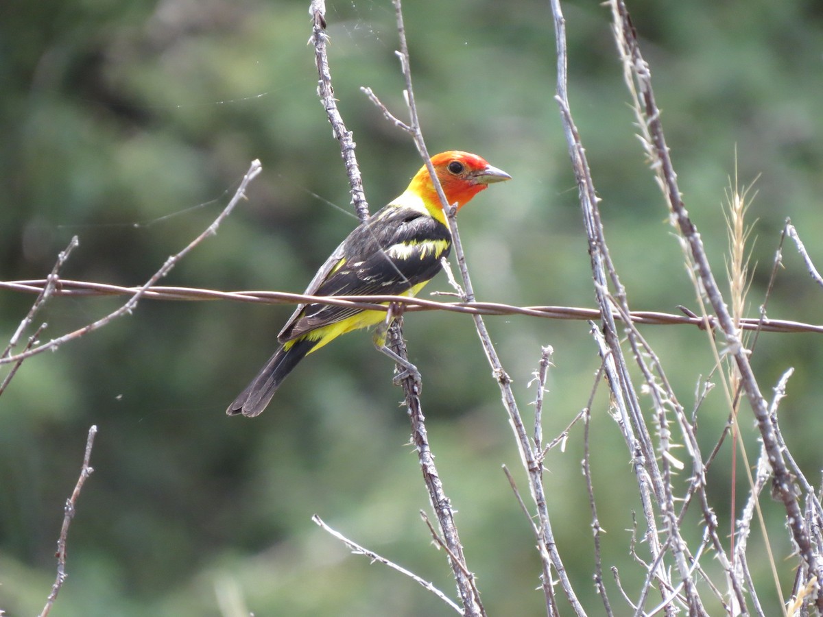 Western Tanager - ML88713731