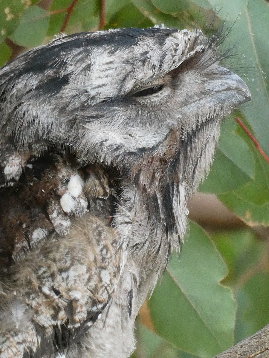 Tawny Frogmouth - Shelley Altman