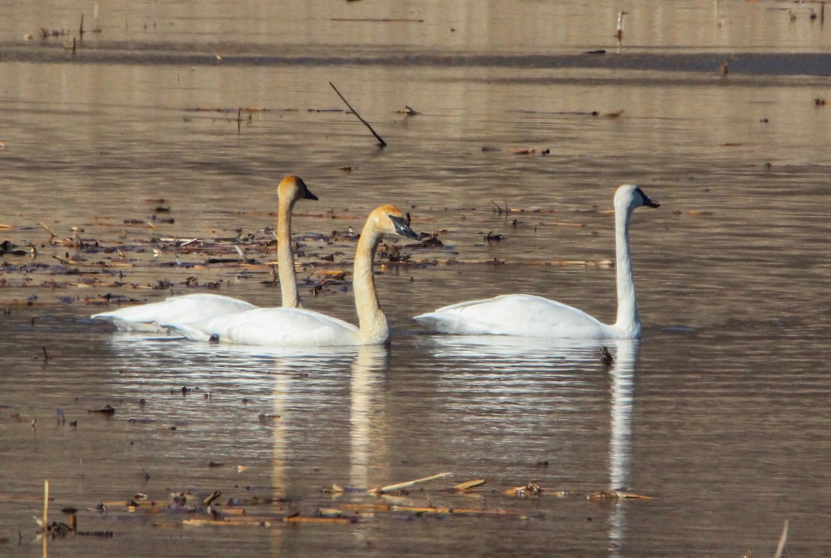 Tundra Swan - ML88714141