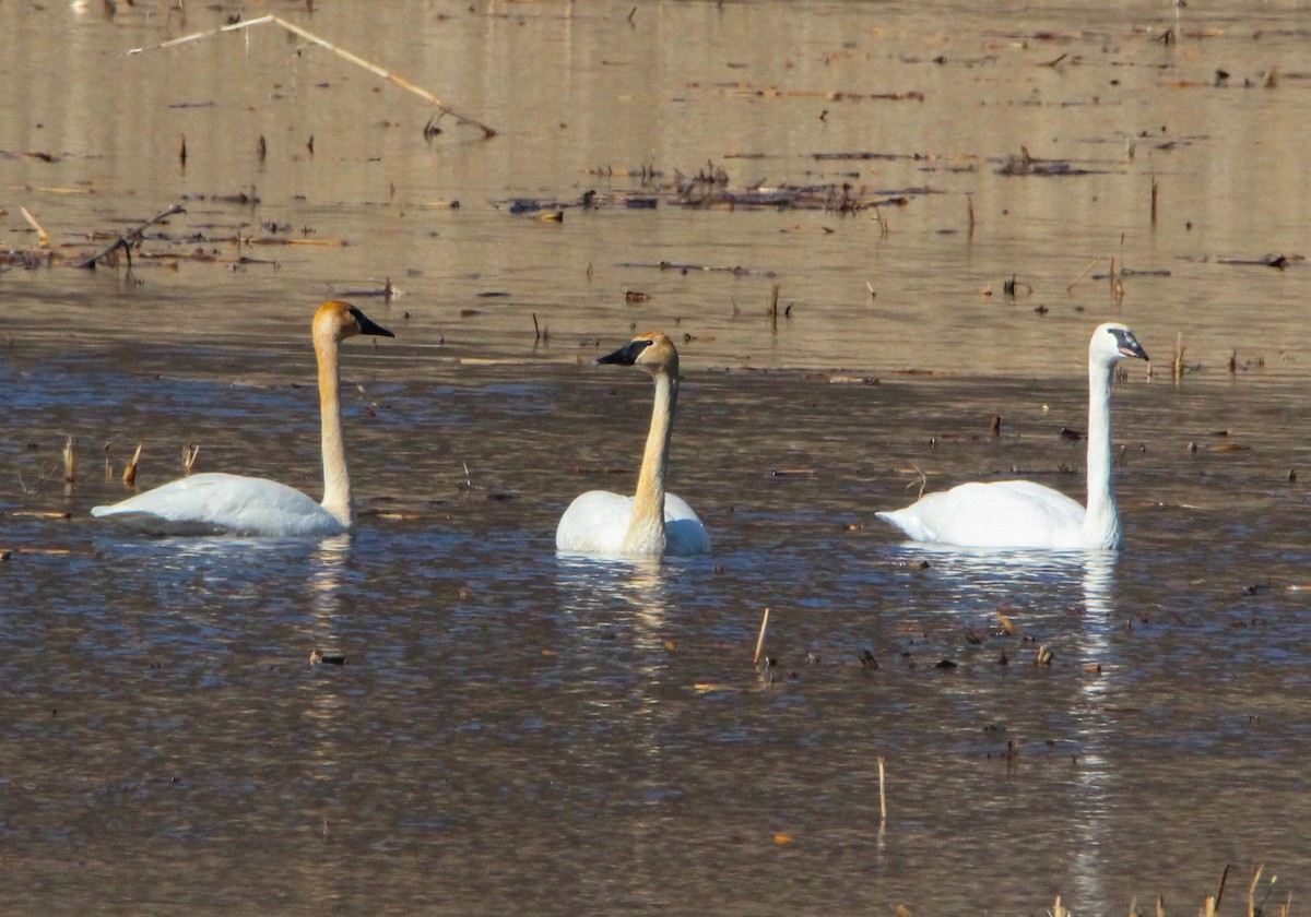 コハクチョウ - ML88714161
