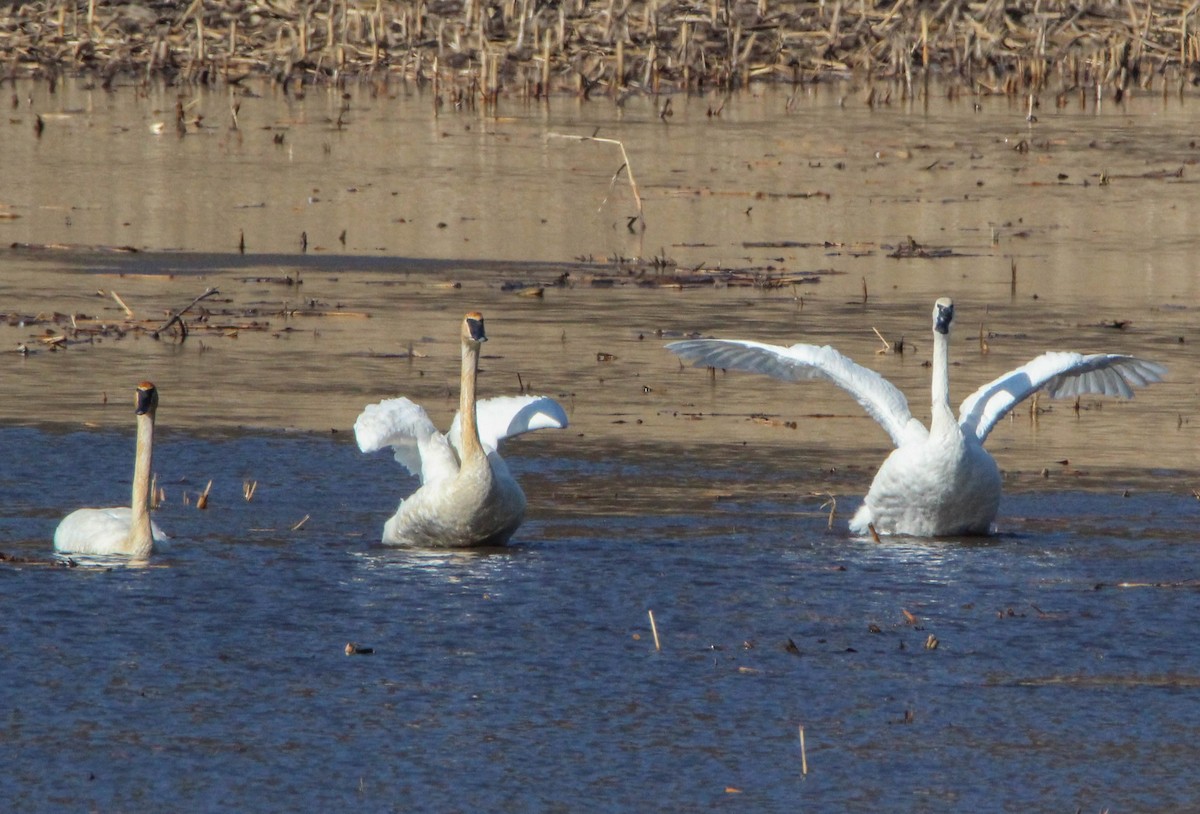 コハクチョウ - ML88714181