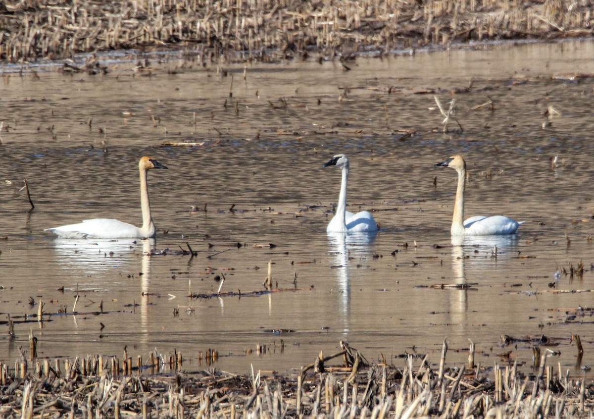 Tundra Swan - ML88714201