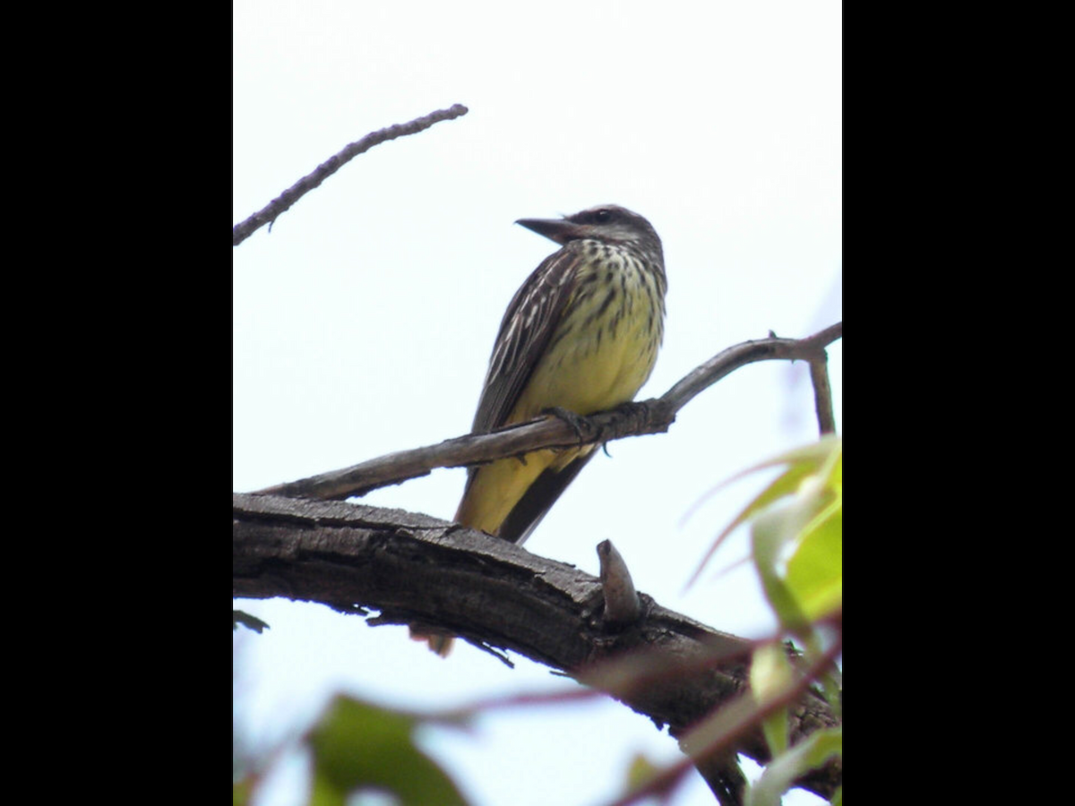 Sulphur-bellied Flycatcher - ML88715501