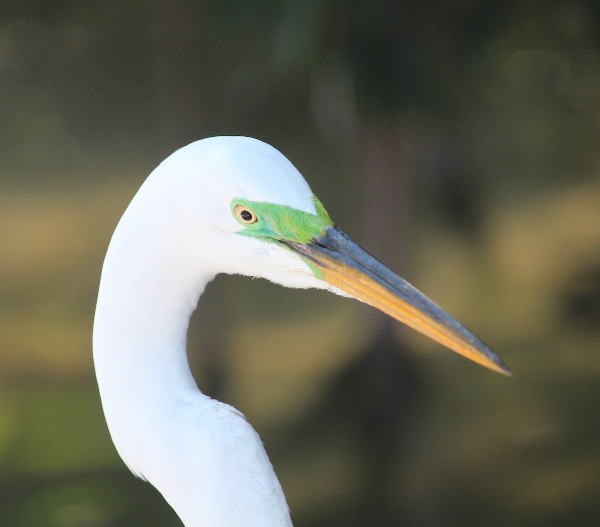 Great Egret - ML88716451