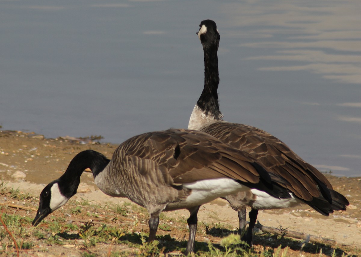 Canada Goose - ML88719071