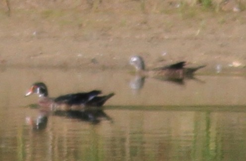 Wood Duck - ML88719081