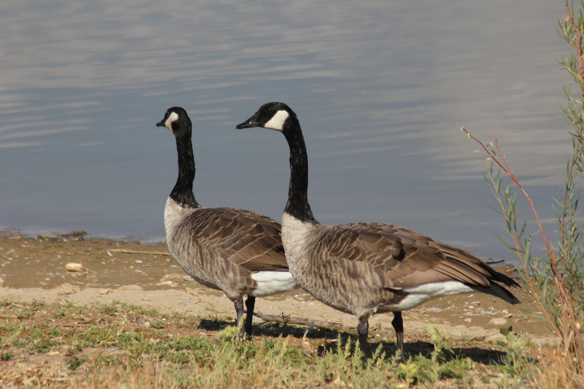 Canada Goose - Mark Hays