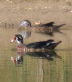 Wood Duck - ML88719101