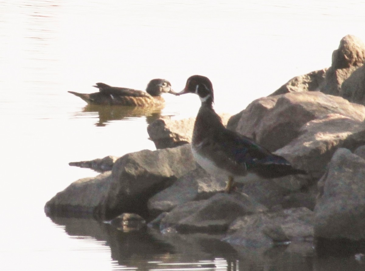 Wood Duck - ML88719121