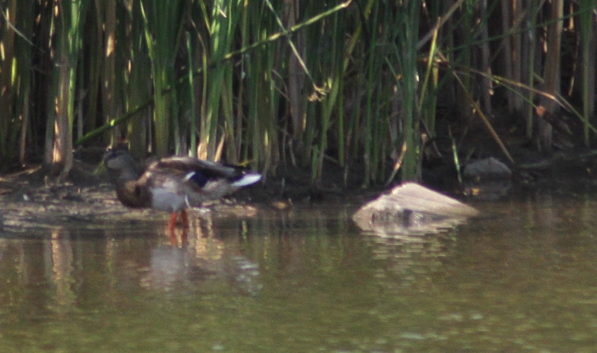 Canard colvert - ML88719271