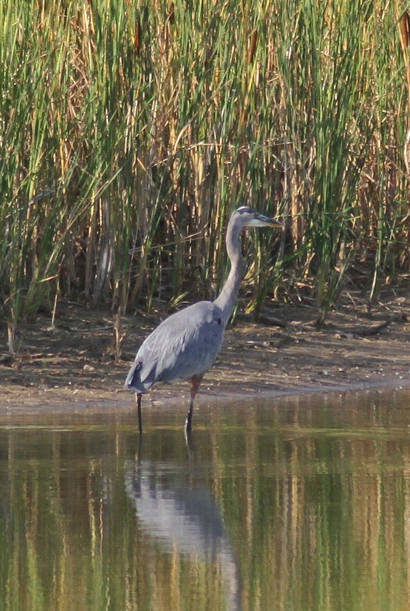 Great Blue Heron - ML88719361