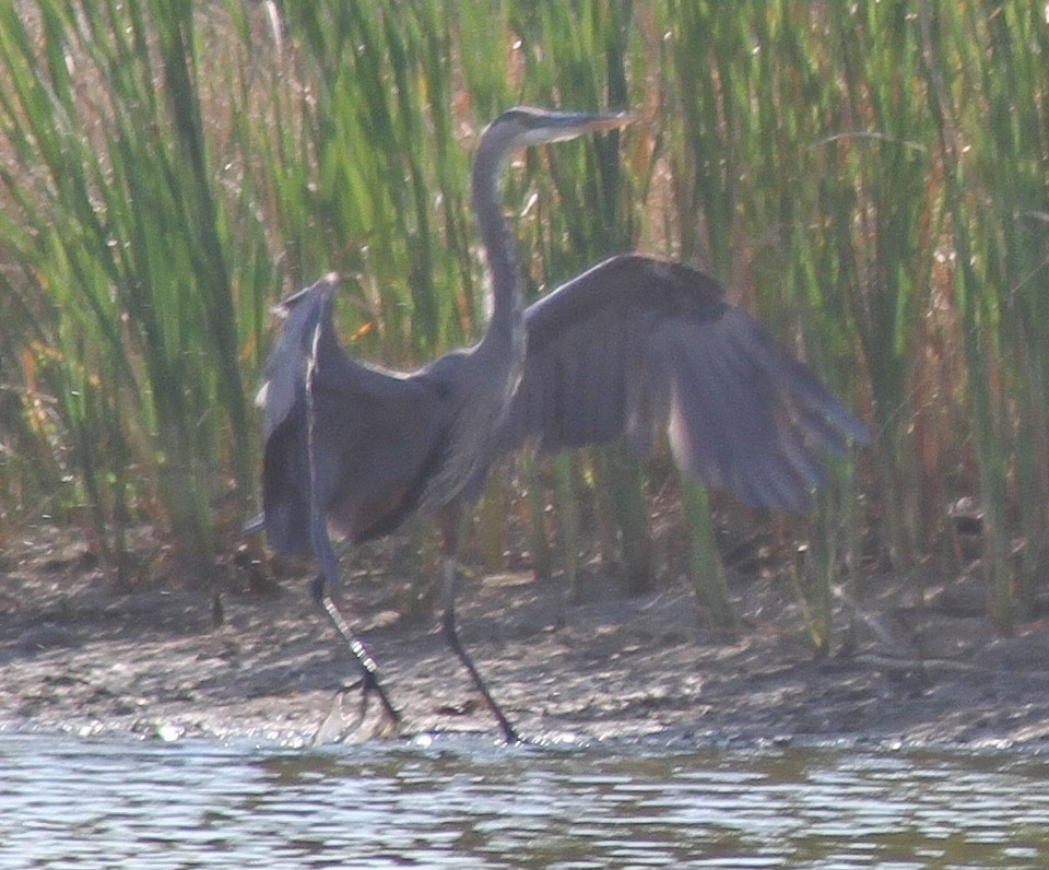 Great Blue Heron - Mark Hays