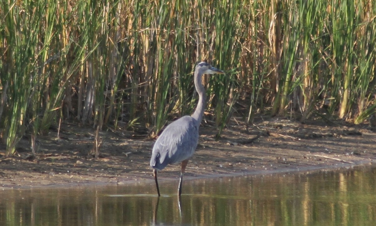 Great Blue Heron - ML88719401