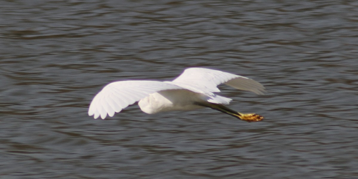 Snowy Egret - Mark Hays