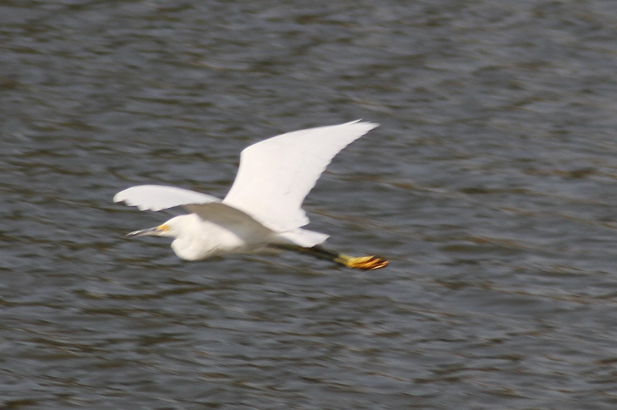 Snowy Egret - Mark Hays