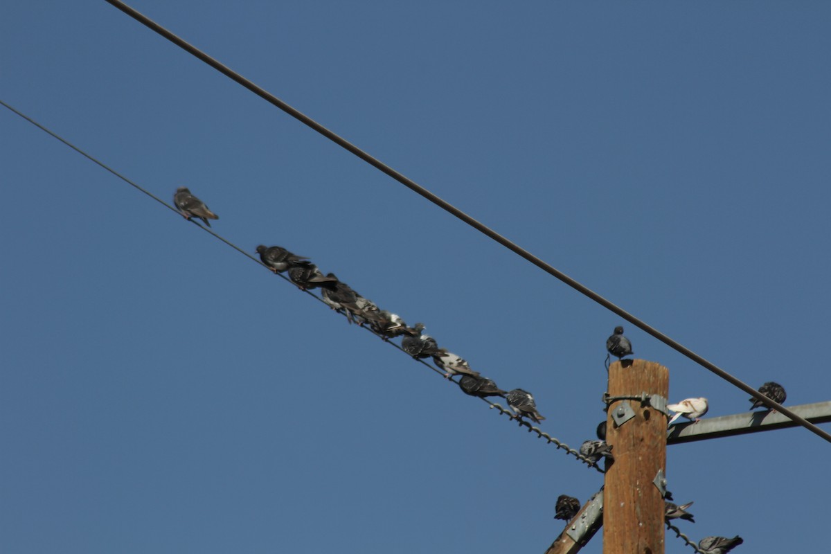 Rock Pigeon (Feral Pigeon) - ML88719651