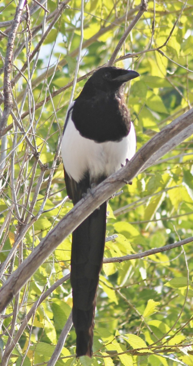 Black-billed Magpie - ML88719701