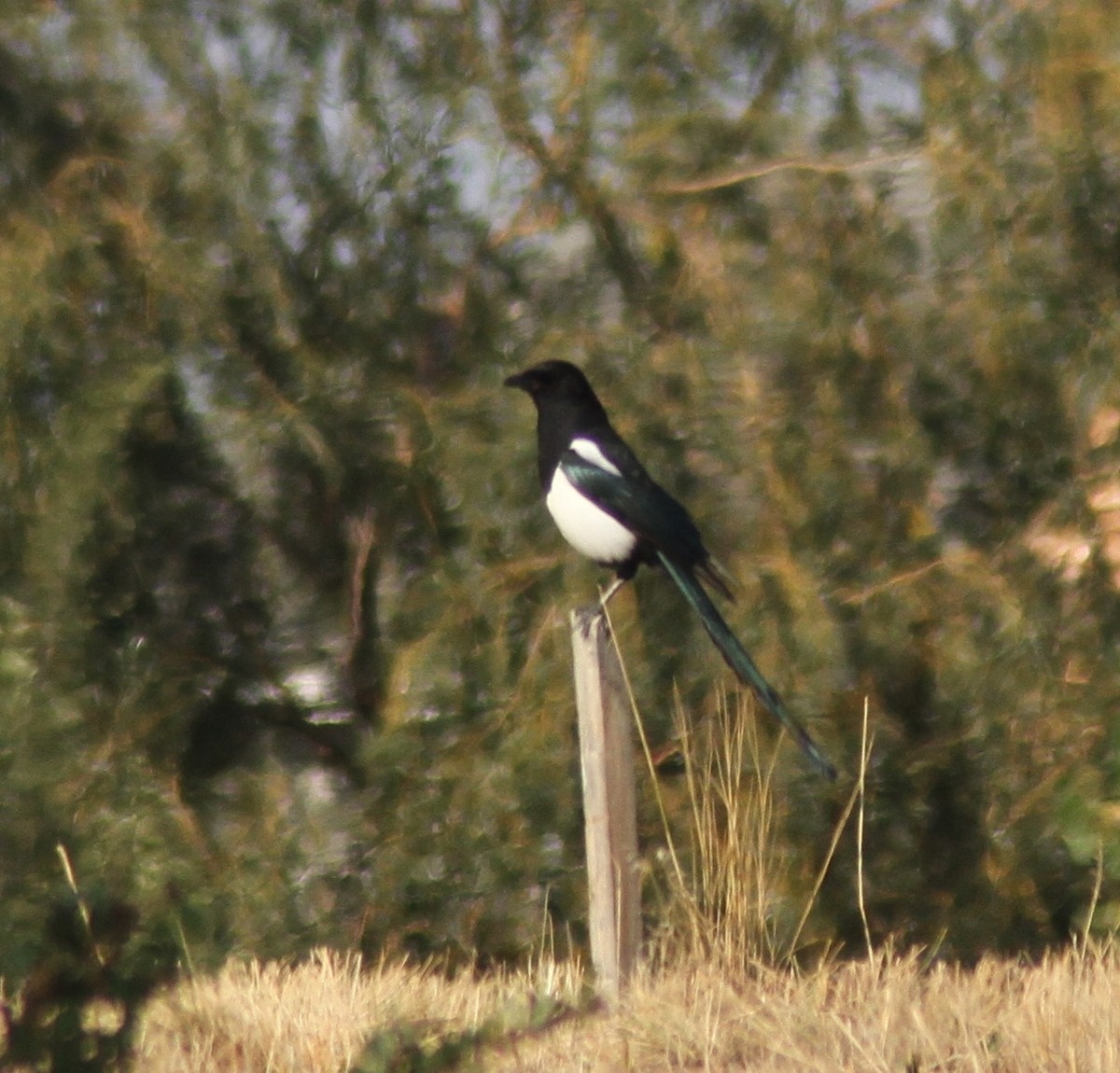 Black-billed Magpie - Mark Hays