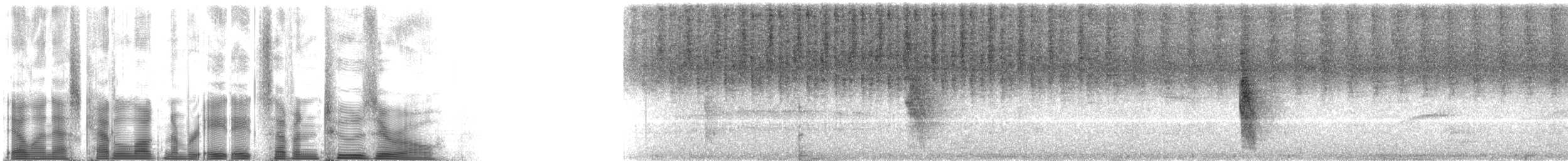 Conopophage roux - ML88720