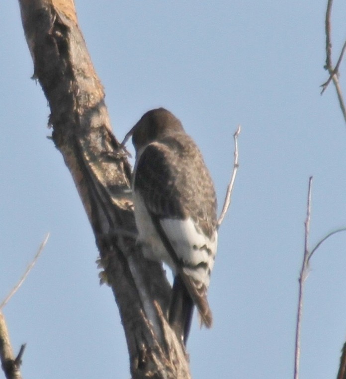 Red-headed Woodpecker - ML88720081