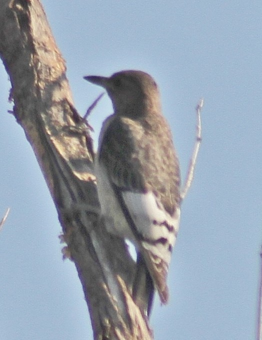 Red-headed Woodpecker - Mark Hays