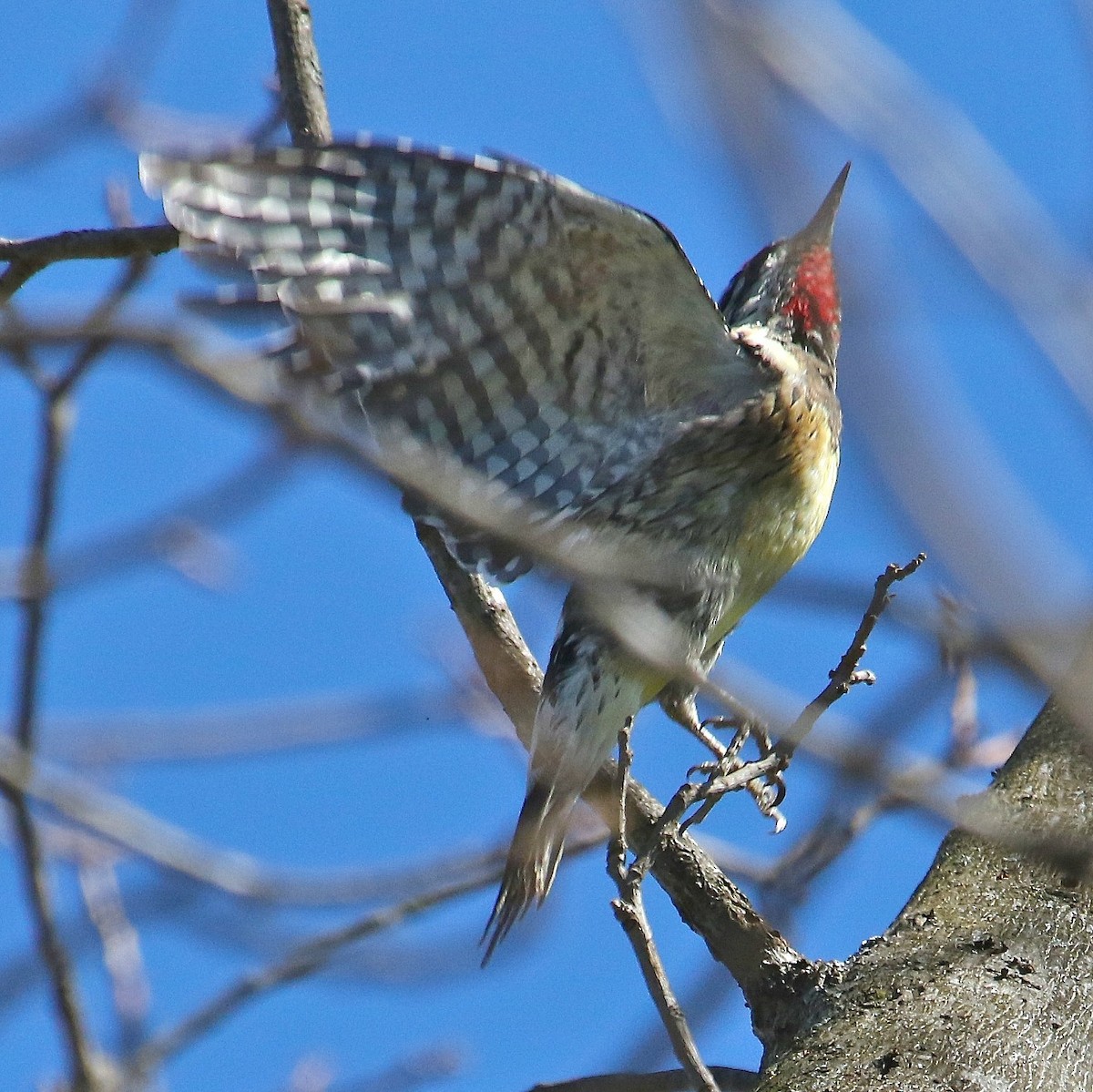 Yellow-bellied Sapsucker - ML88720261