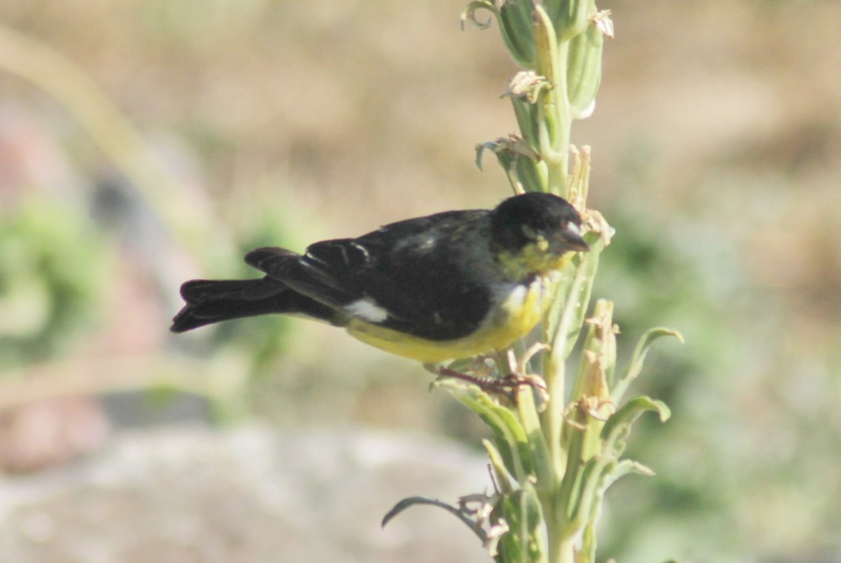 Lesser Goldfinch - ML88720451