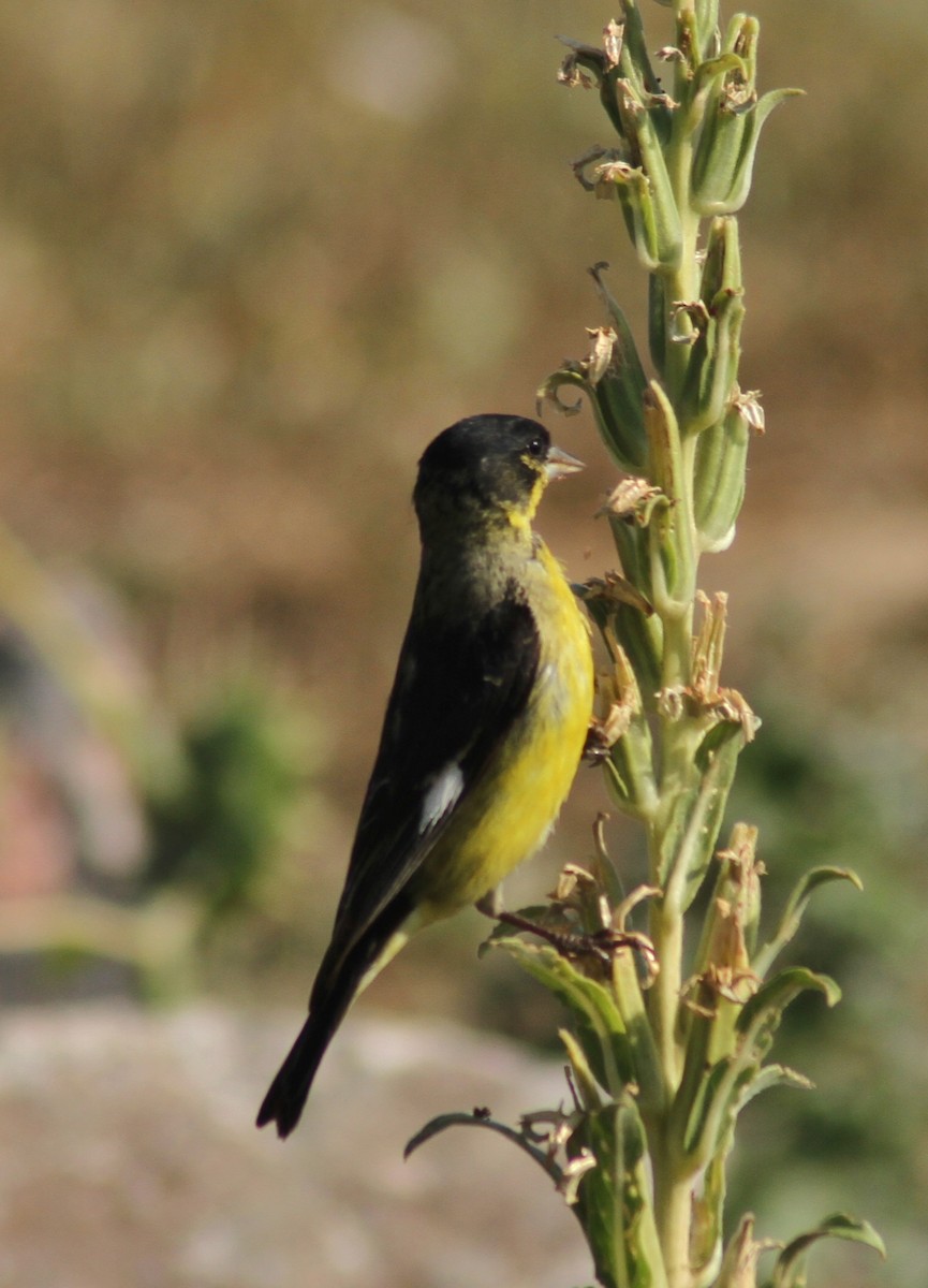 Lesser Goldfinch - ML88720511