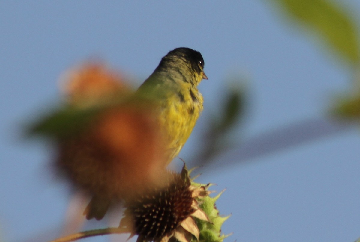 Lesser Goldfinch - Mark Hays