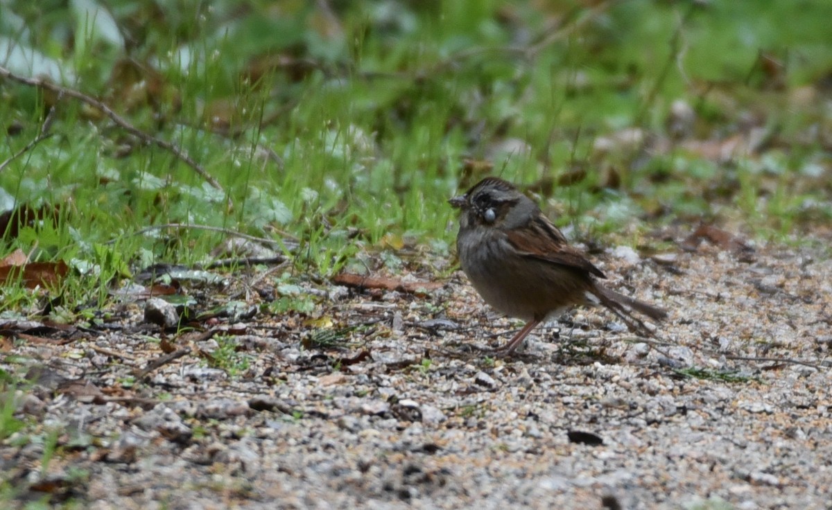 Swamp Sparrow - Ann Stinely