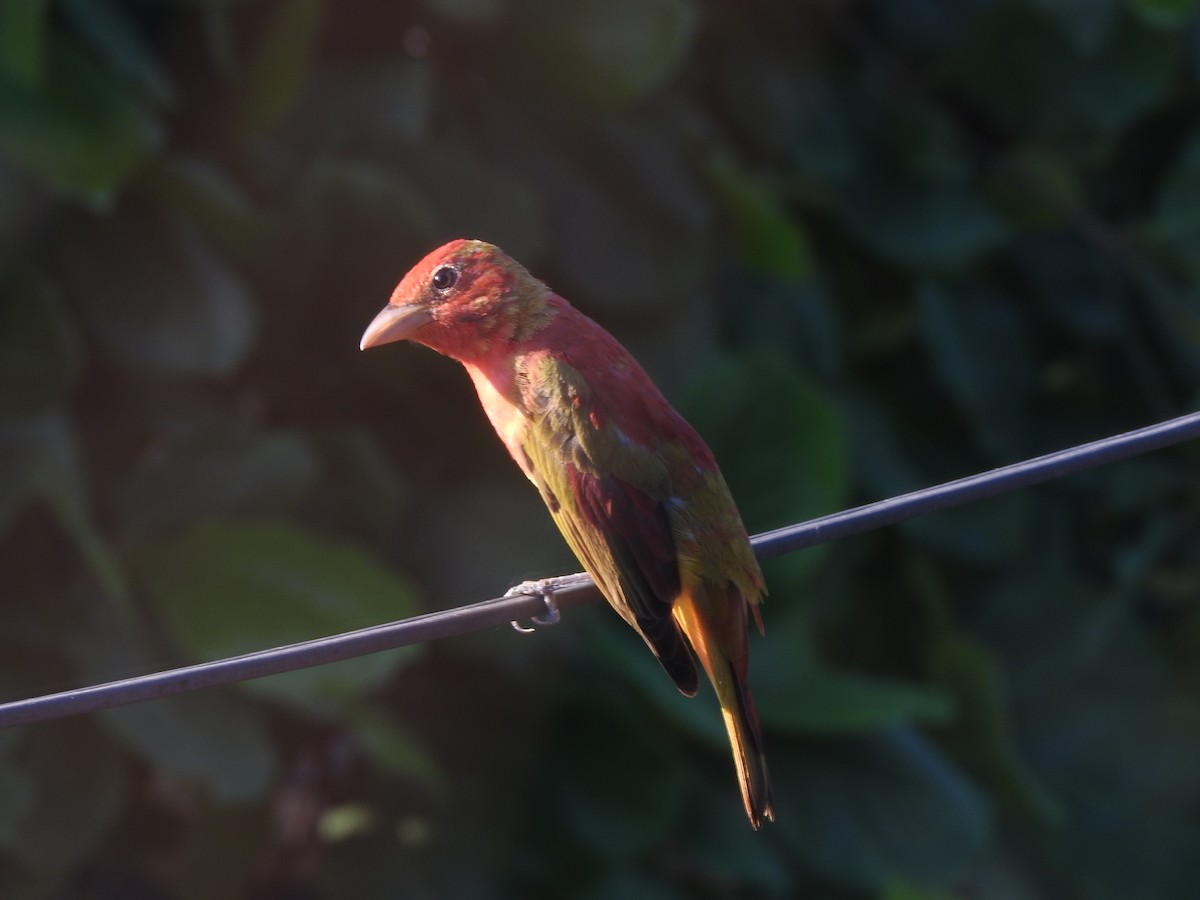 Summer Tanager - ML88723001