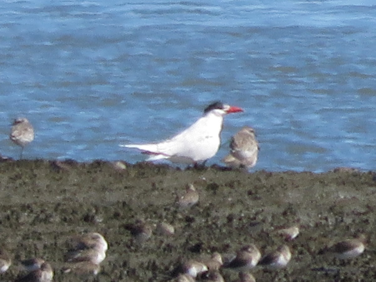 Caspian Tern - ML88724171