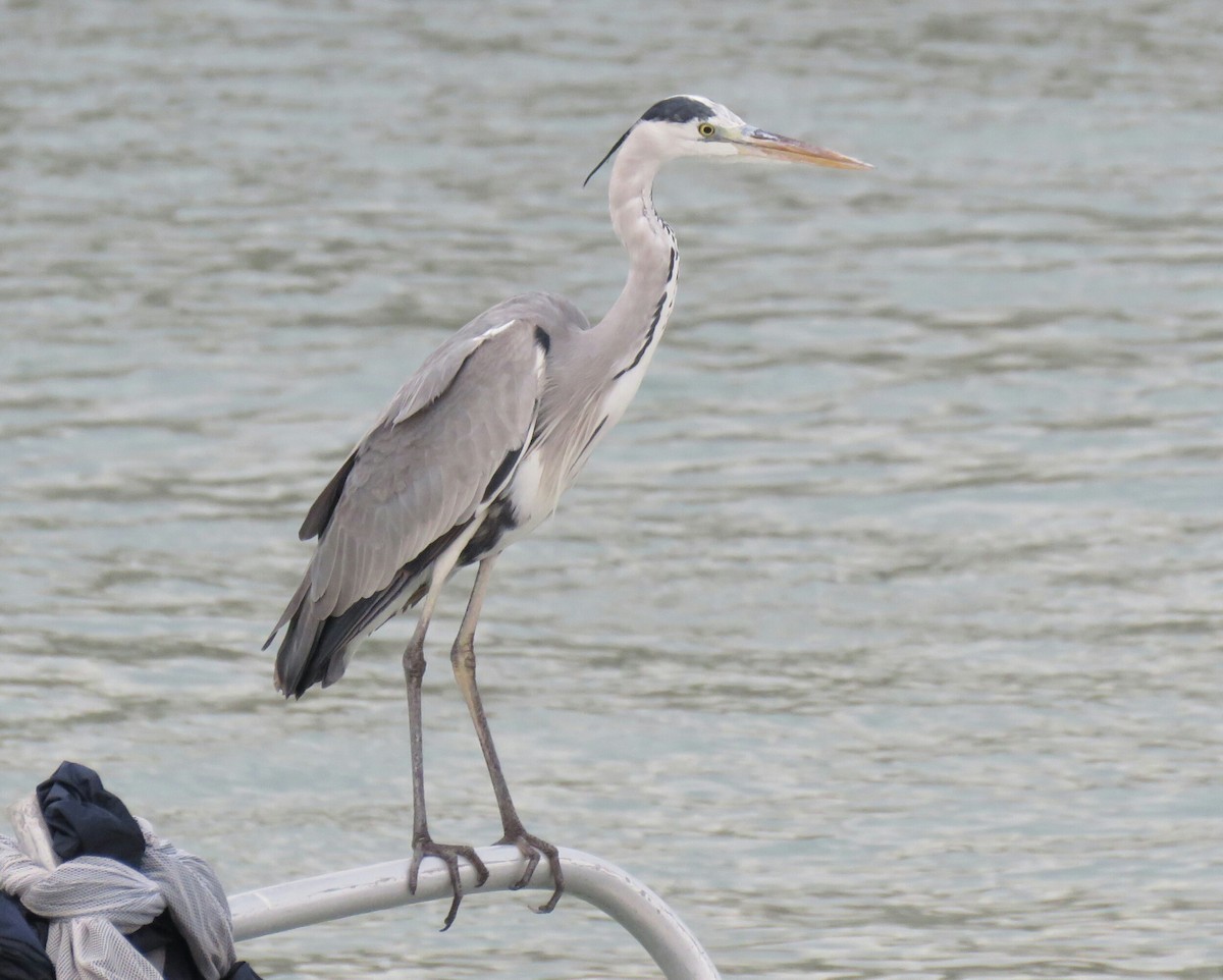 Gray Heron - ML88724581