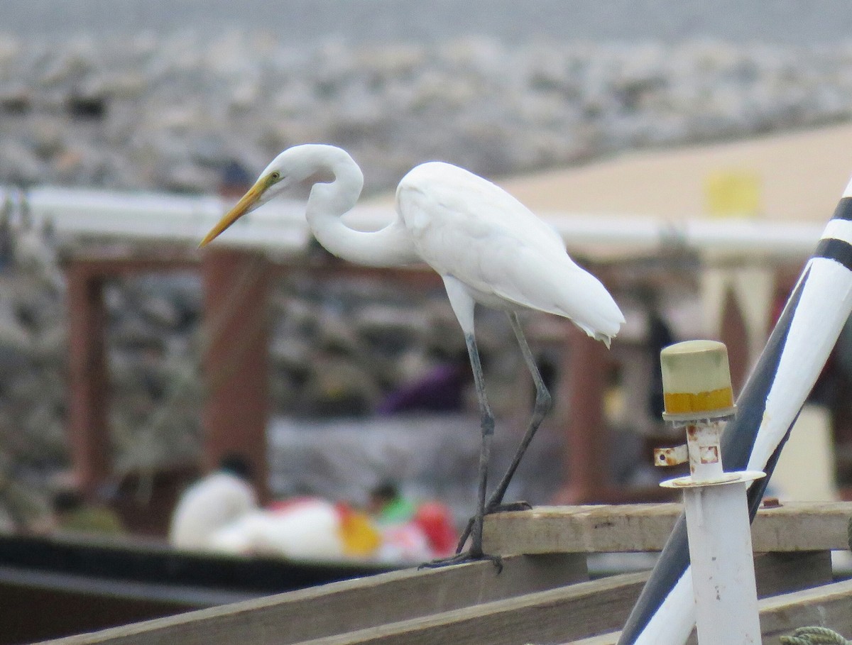 Great Egret - ML88724631