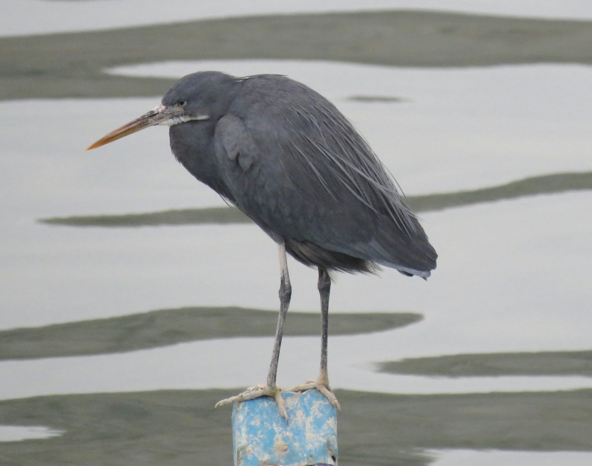 Western Reef-Heron (Eastern) - ML88724731