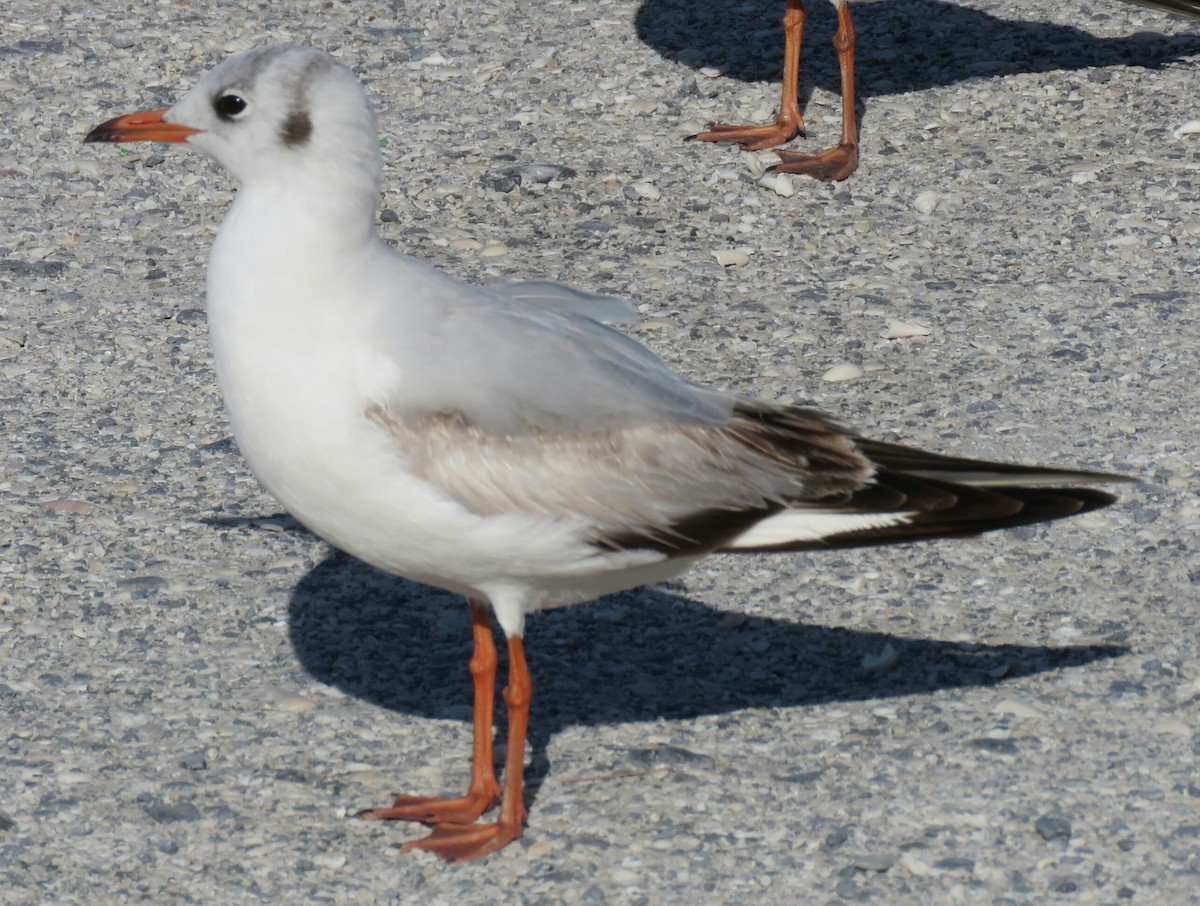 Black-headed Gull - ML88724901