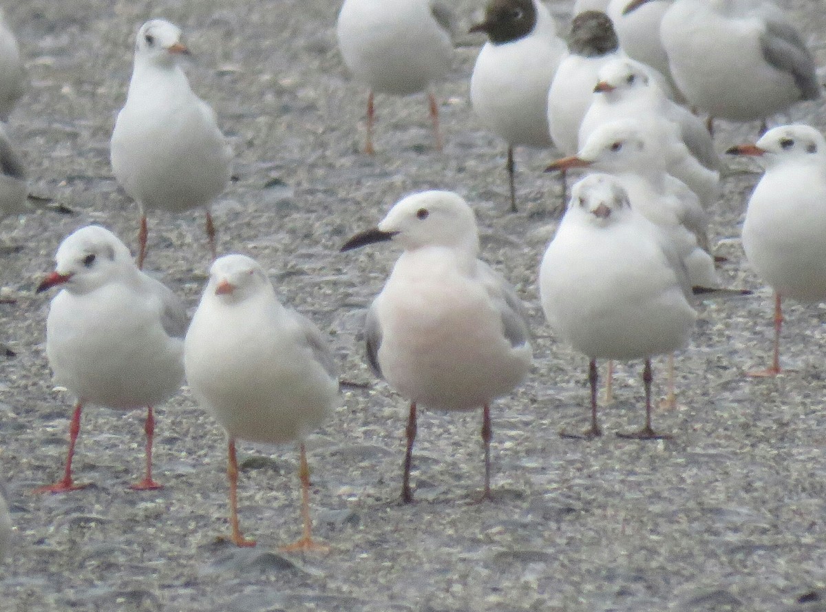 Slender-billed Gull - ML88725011