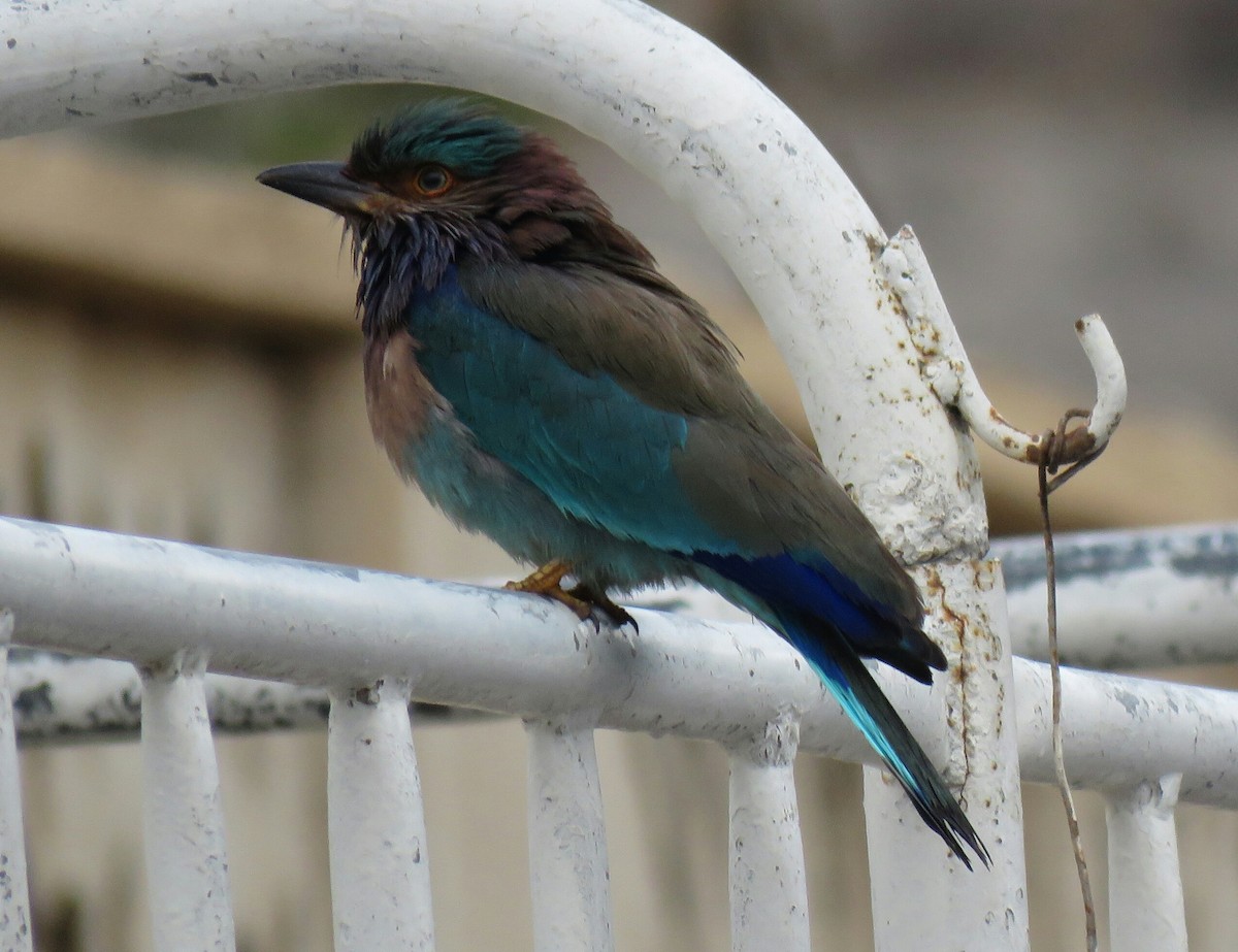 Indian Roller - ML88725151