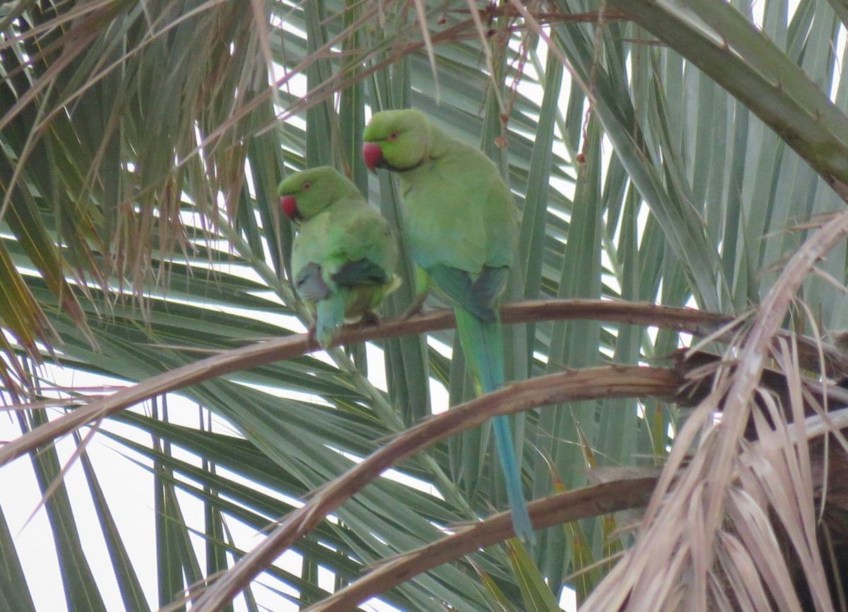 Rose-ringed Parakeet - ML88725311