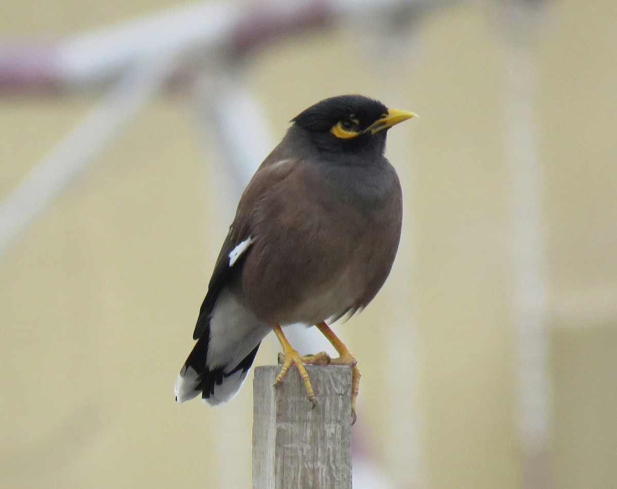 Common Myna - ML88725521