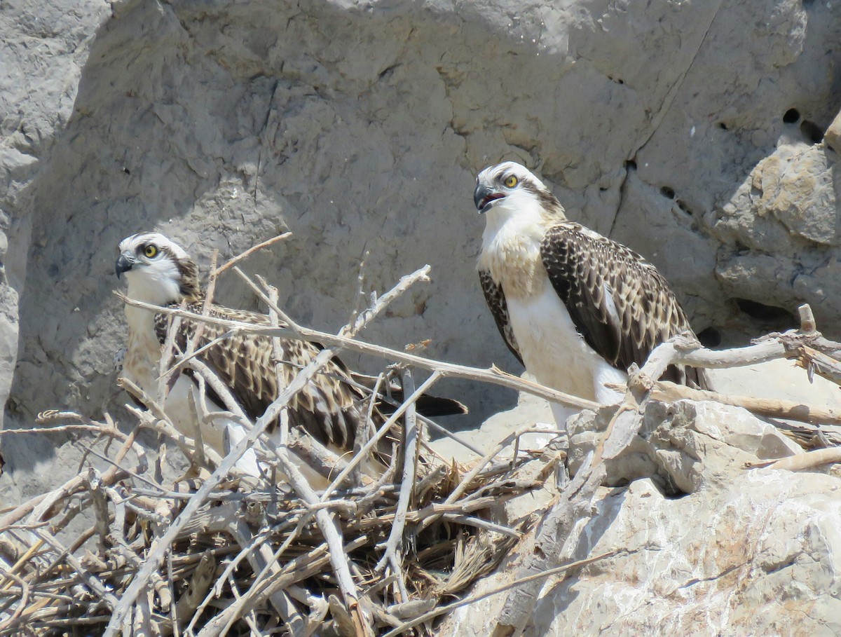 Osprey (haliaetus) - ML88726351