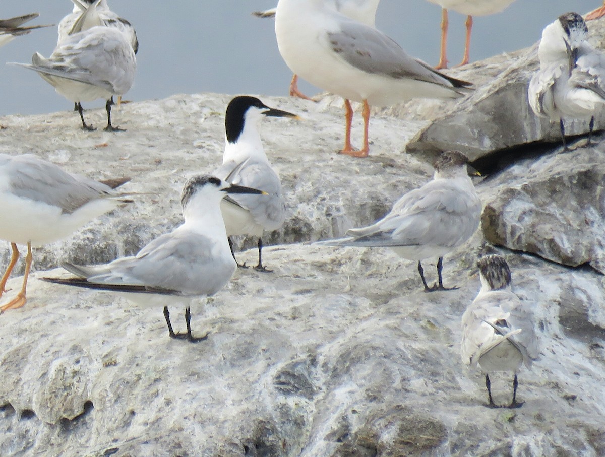 Sandwich Tern (Eurasian) - ML88726401