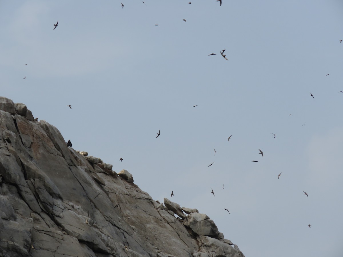 Pallid Swift - Brad Arthur