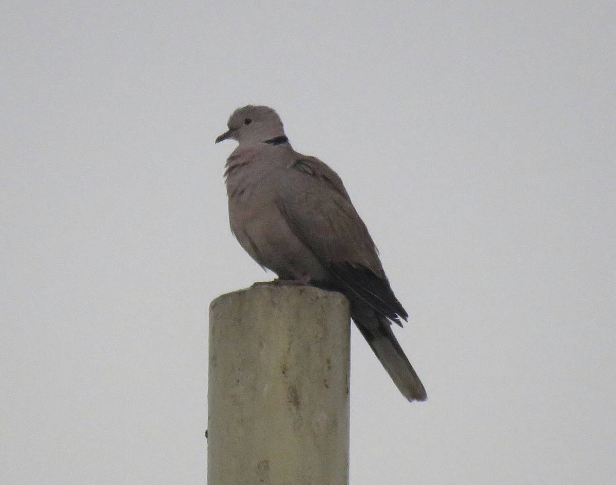 Eurasian Collared-Dove - ML88726901