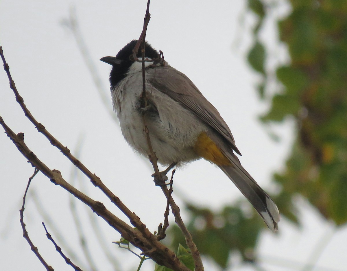 Bulbul à oreillons blancs - ML88726971